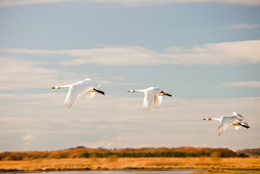 Whooper swans at Martin Mere bird reserve near Ormskirk, Lancashire, England, United Kingdom, Europe