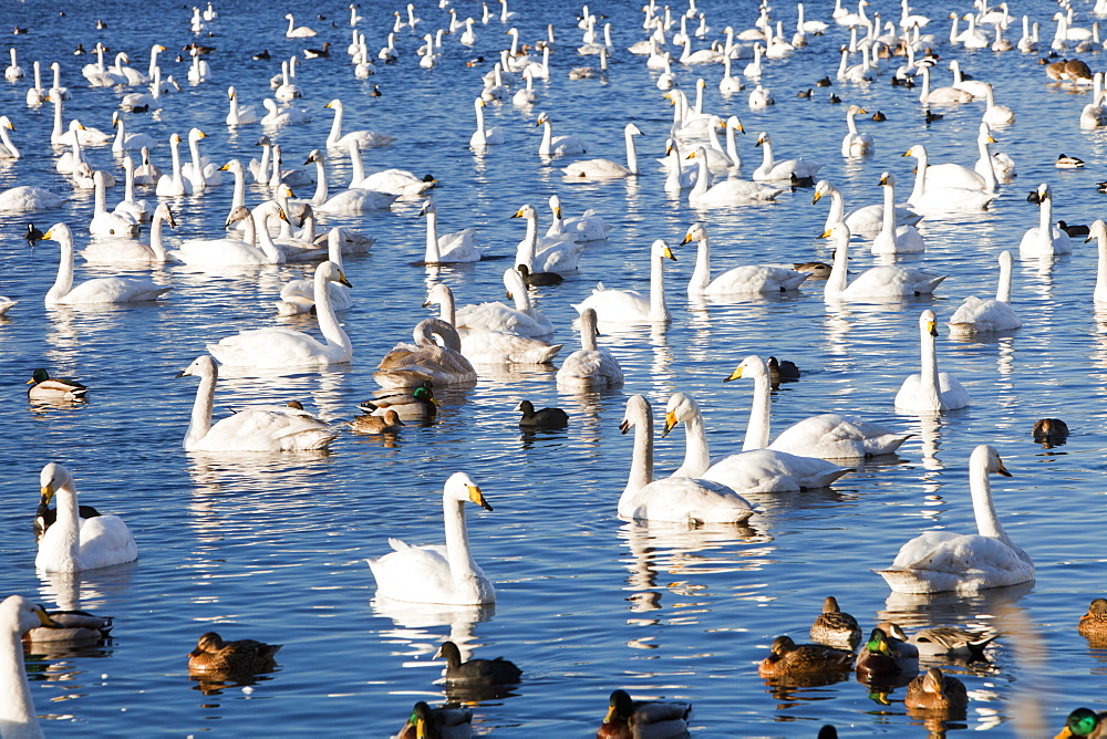 Whooper Swans at Martin Mere bird reserve near Ormskirk, Lancashire, England, United Kingdom, Europe