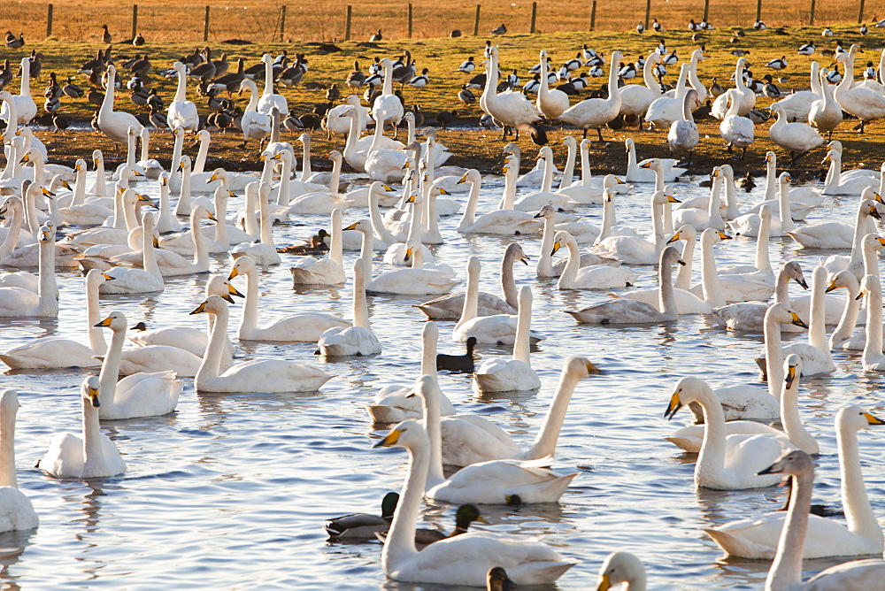 Whooper Swans at Martin Mere bird reserve near Ormskirk, Lancashire, England, United Kingdom, Europe