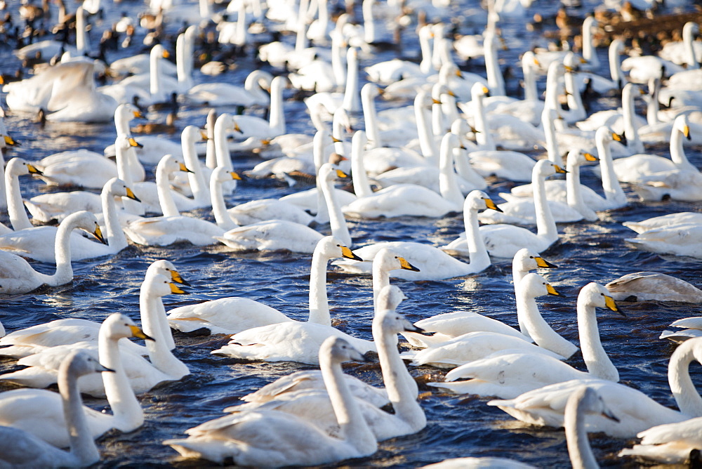 Whooper Swans at Martin Mere bird reserve near Ormskirk, Lancashire, England, United Kingdom, Europe