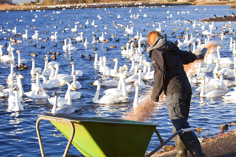 Whooper Swans being fed at Martin Mere bird reserve near Ormskirk, Lancashire, England, United Kingdom, Europe