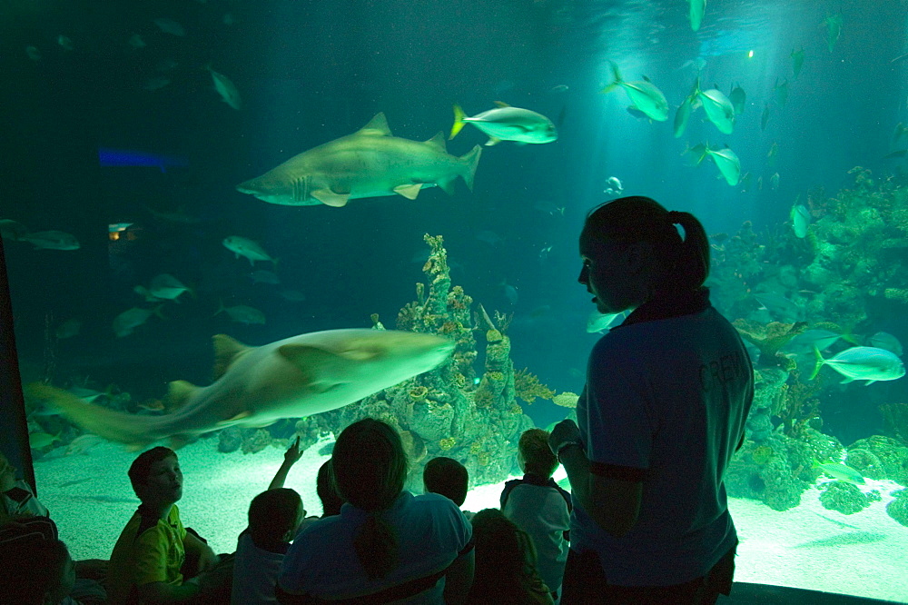 The Deep, Europe's deepest aquarium, Hull, Humberside, England, United Kingdom, Europe