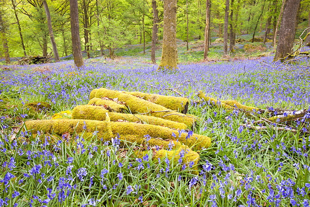 Bluebells in woodland at Jiffy Knotts near Ambleside, Lake District, Cumbria, England, United Kingdom, Europe