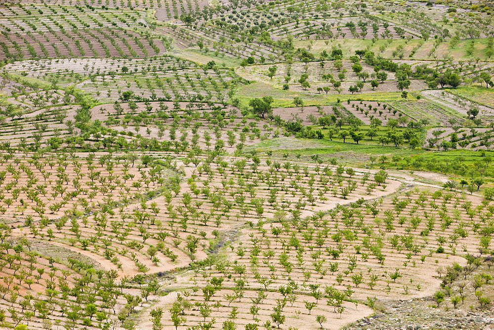 Olive trees and orchard groves on the slopes of the Sierra Nevada mountains near La Calahorra, Andalucia, Spain, Europe