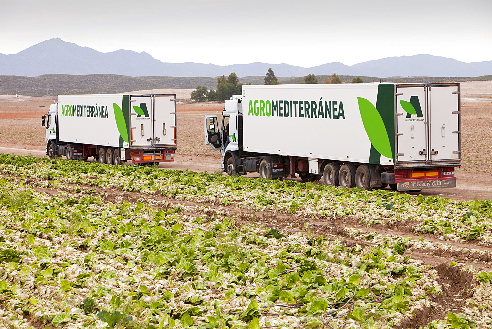 Lettuce crops being harvested in a field near Sorbas, Andalucia, Southern Spain, Europe