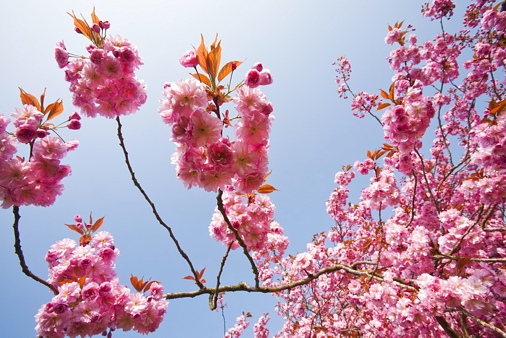 Cherry blossom on an ornamental cherry tree in spring, Ambleside, Cumbria, England, United Kingdom, Europe