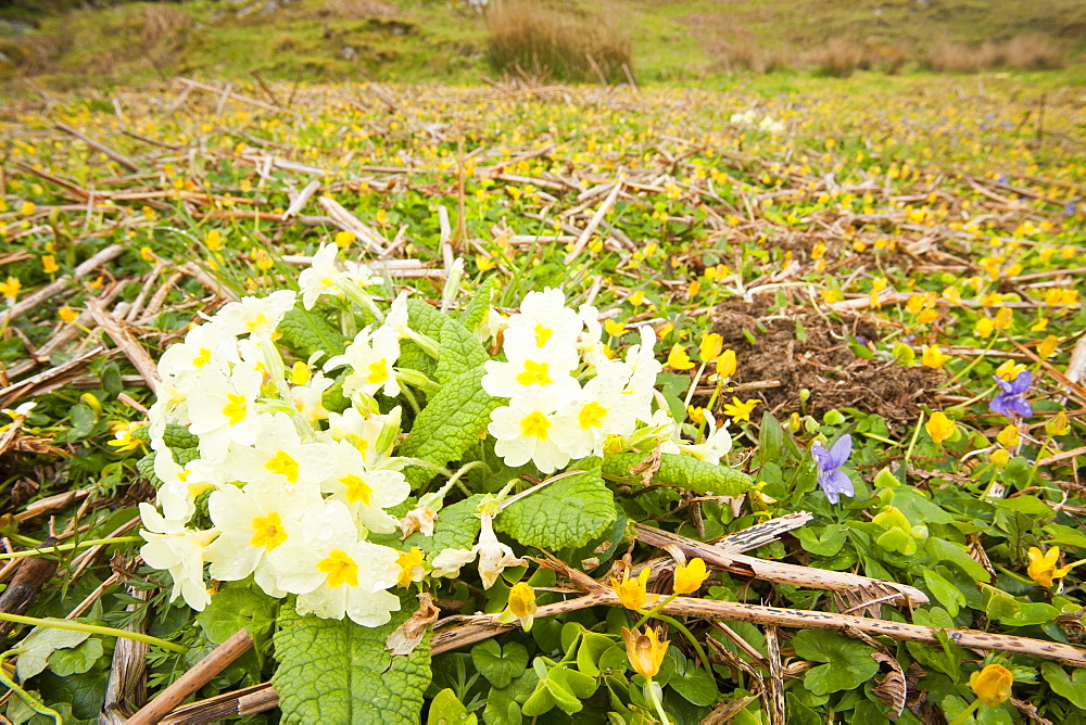 Primroses, celandines and violets near Crinan in Argyll, Scotland, United Kingdom, Europe