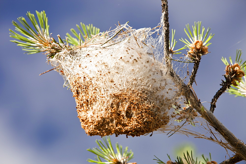 Nests of the Pine Processionary Caterpiller (Thaumetopoea pityocampa) in pine trees in the Sierra Nevada mountains of Andalucia, southern Spain, Europe