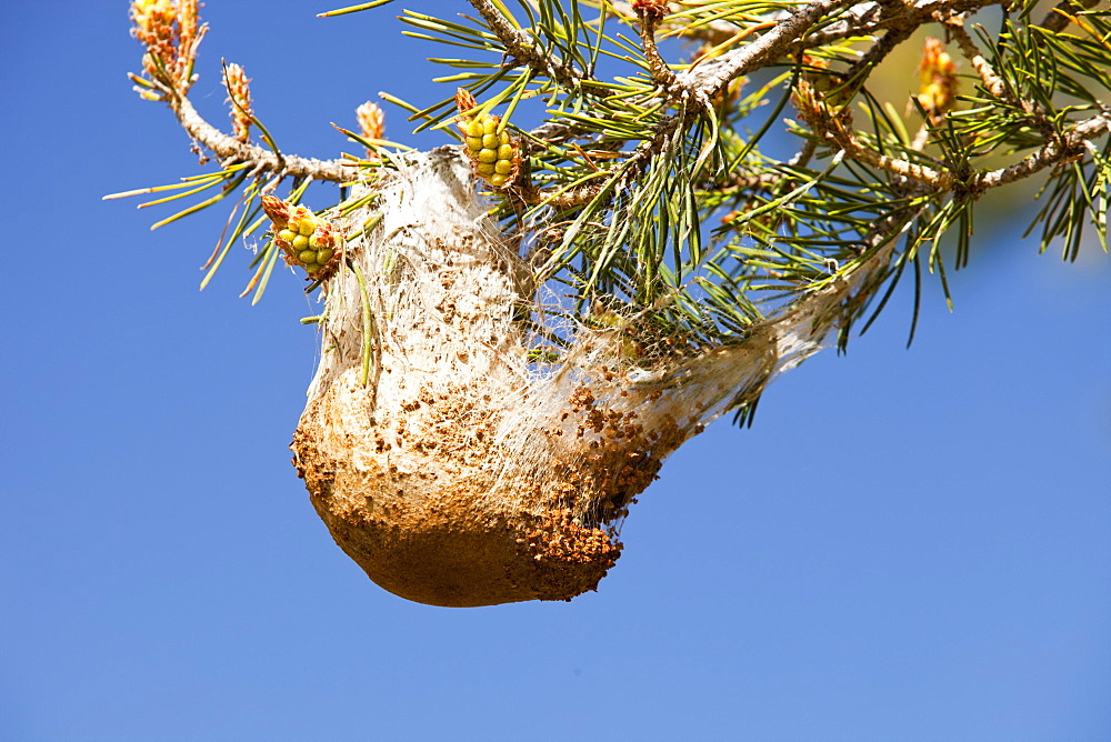 Nests of the Pine Processionary Caterpiller (Thaumetopoea pityocampa) in pine trees in the Sierra Nevada mountains of Andalucia, southern Spain, Europe