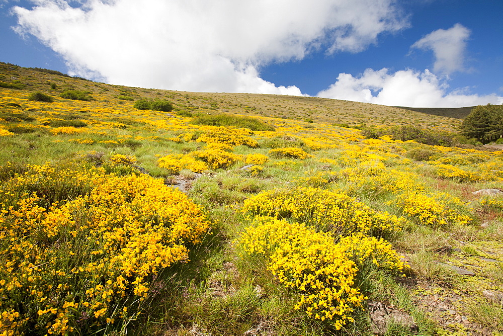 Climate change is leading to earlier snow melt in the spring on the Sierra Nevada mountains of Andalucia, southern Spain, Europe