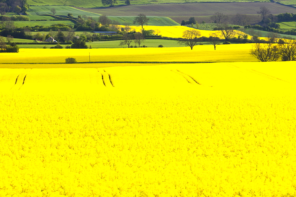 Oil seed rape growing on farmland near Scotch Corner, Yorkshire, England, United Kingdom, Europe