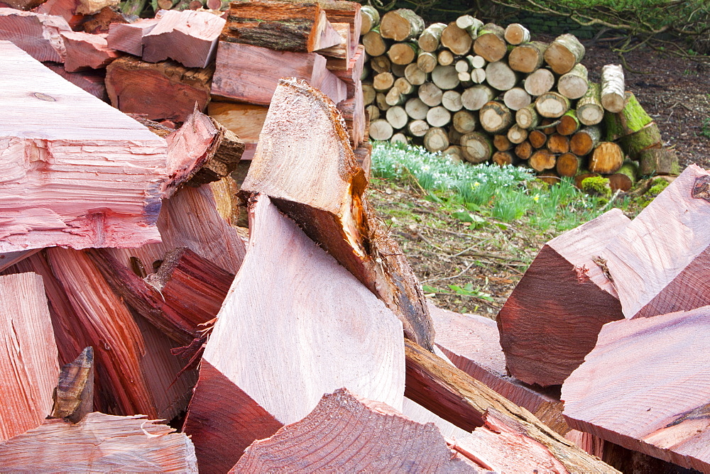 A massive cedar tree is logged up in a garden in Ambleside, Cumbria, England, United Kingdom, Europe