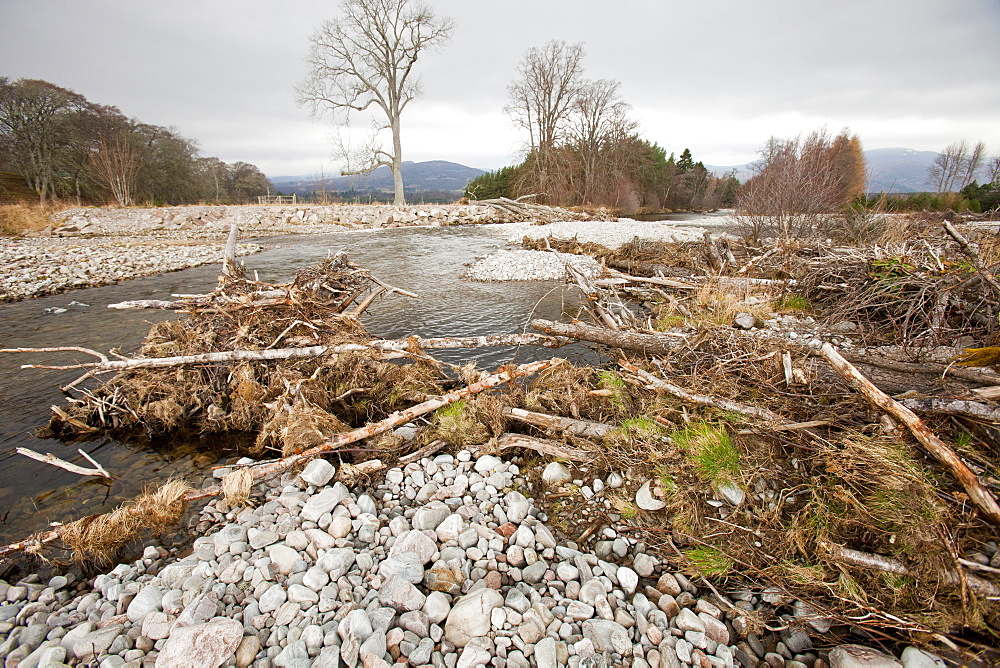 Trees washed downdstream by flood conditions on the River Feshie, Cairngorm, Scotland, United Kingdom, Europe