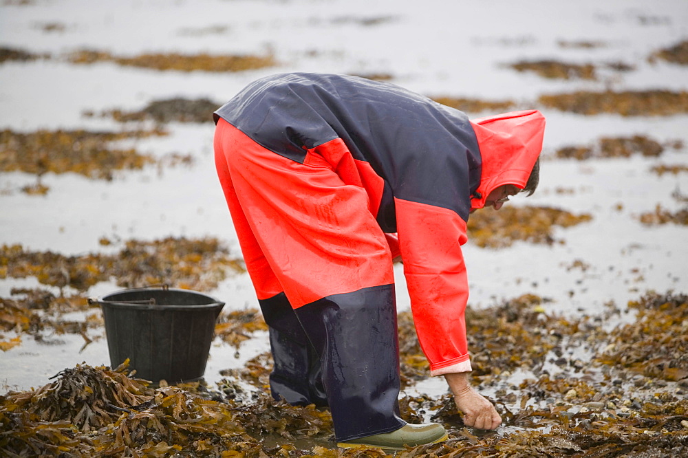 A man harvesting whelks at Drumbeg in Assynt, Scotland, United Kingdom, Europe