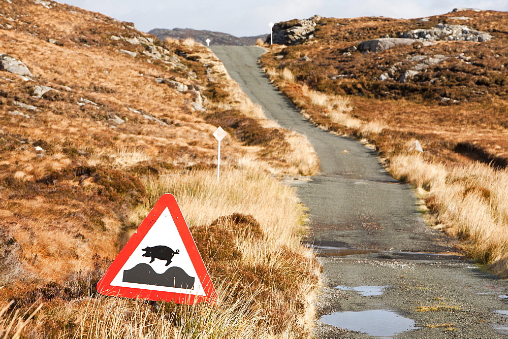 Sign warning of free-range pigs, Calums Road, built by Malcolm Macleod, Arnish, Isle of Raasay, Scotland, United Kingdom, Europe