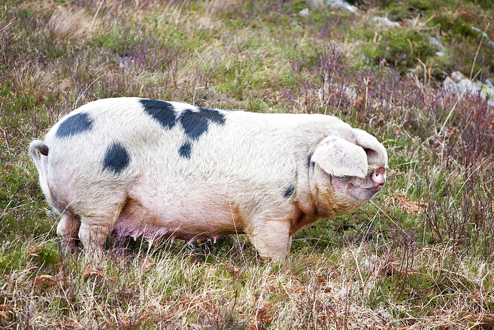 This Gloucester Old Spot Pig has the run of virtually the whole of the Isle of Raasay, but tends to stay on the northern end of the isle on Calums road near Arnish, Isle of Raasay, Scotland, United Kingdom, Europe