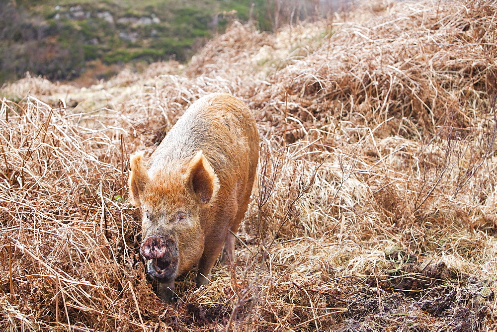 Tamworth Pig that has the run of virtually the whole island, but tends to stay on the northern end of the isle on Calums road near Arnish, Isle of Raasay, Scotland, United Kingdom, Europe