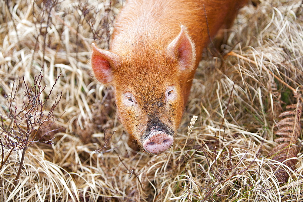 Tamworth Pig that has the run of virtually the whole island, but tends to stay on the northern end of the isle on Calums road near Arnish, Isle of Raasay, Scotland, United Kingdom, Europe