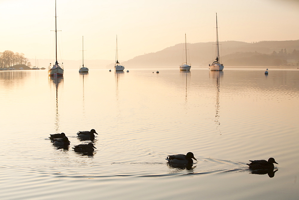 Sailing boats at dawn on Lake Windermere at Waterhead, Ambleside in the Lake District National Park, Cumbria, England, United Kingdom, Europe