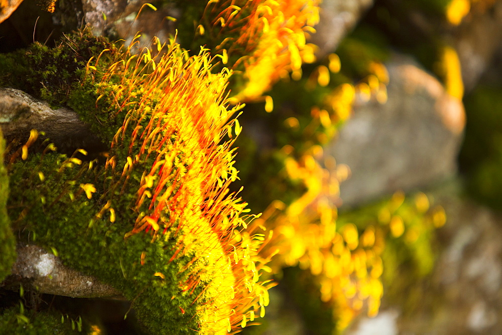 Fruiting bodies on moss covering stones on a wall in Ambleside, Cumbria, England, United Kingdom, Europe