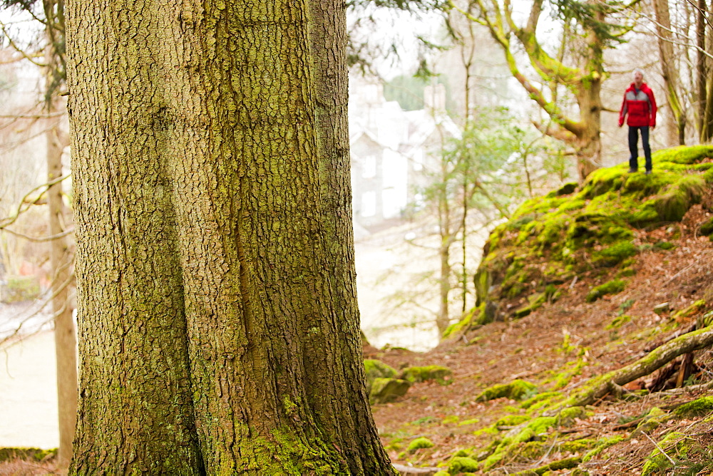 England's tallest tree, a Grand Fir (Abies grandis), champion of the Tree Register, 57.8 metres (190 feet) tall, planted aound 1860 in an arboretum at the Wansfell Holme Country Estate (Skelghyll Woods), Ambleside, Lake District, Cumbria, England, United Kingdom, Europe