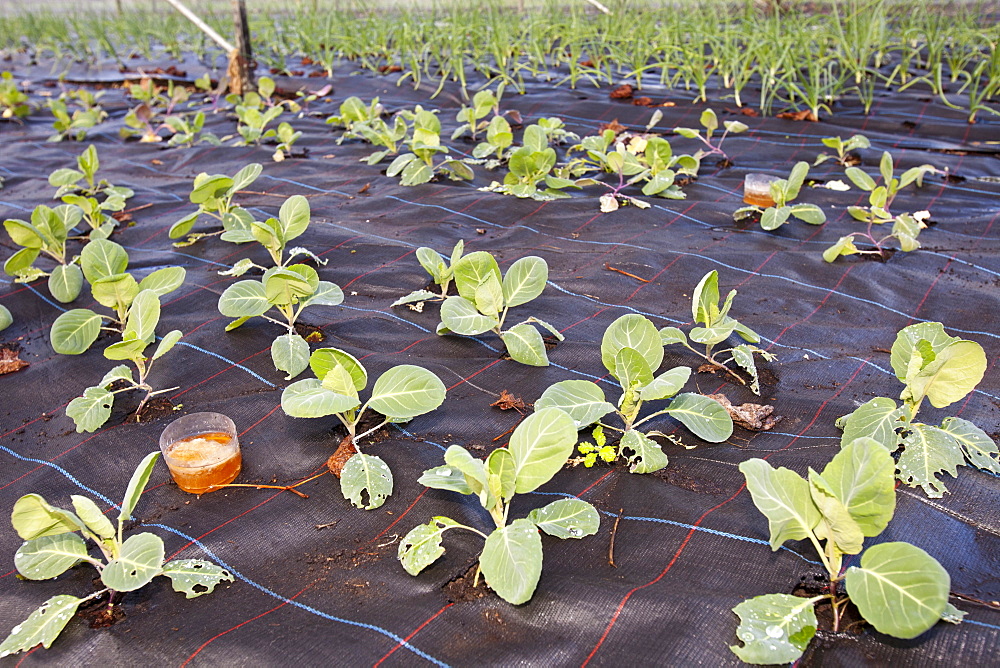 Cabbages and onions growing at Growing with Grace, an organic fruit and vegetable growing co-operative based in Clapham in the Yorkshire Dales, Yorkshire, England, United Kingdom, Europe