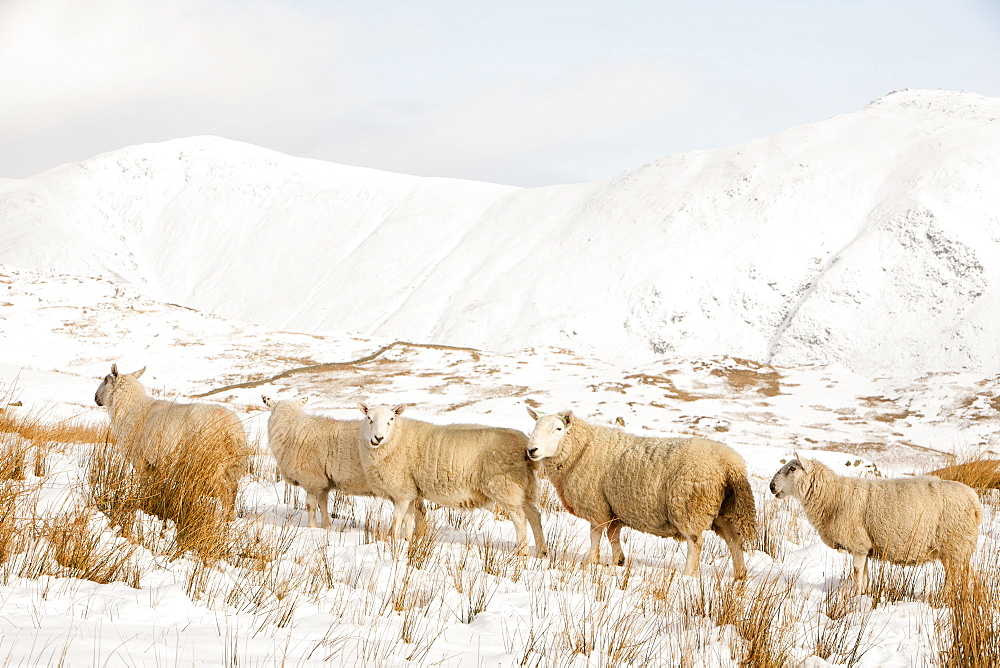 Sheep on Wansfell above Ambleside, looking towards the Kentmere Fells, Lake District, Cumbria, England, United Kingdom, Europe