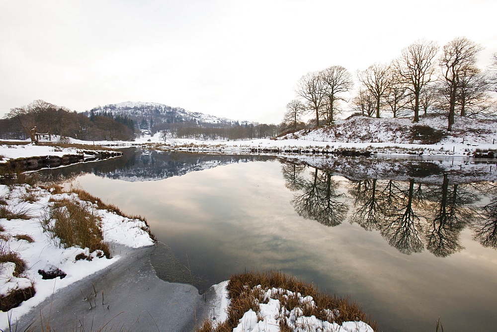 Trees reflected in the River Brathay near Elterwater in the Lake District National Park, Cumbria, England, United Kingdom, Europe