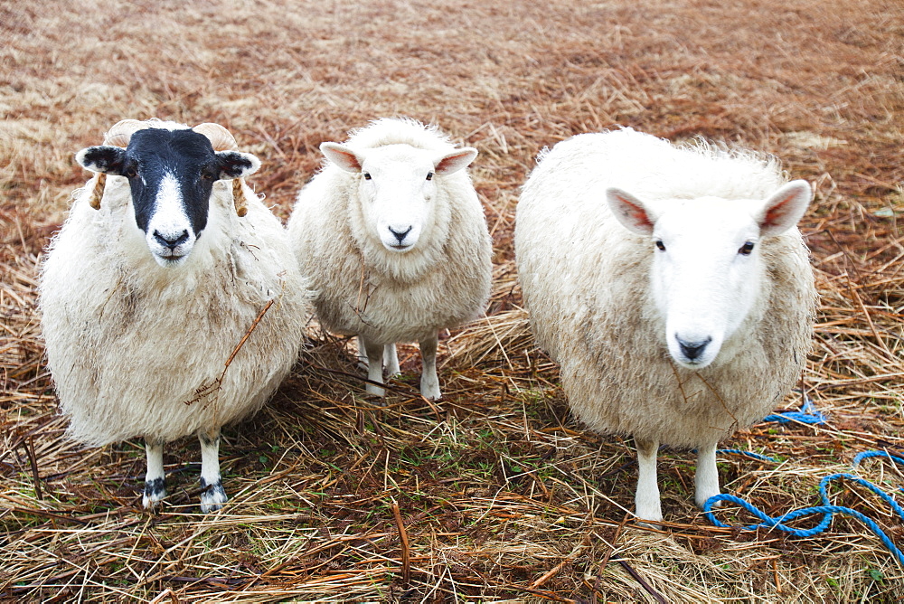 Three sheep at Portnalong, Isle of Skye, Scotland, United Kingdom, Europe