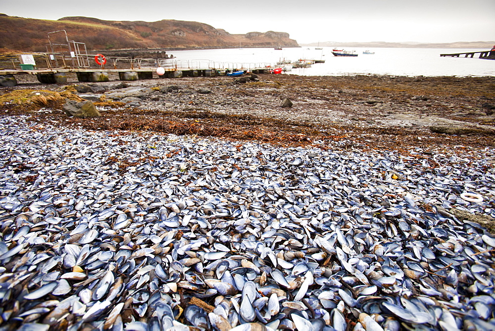 Mussel shells on Portnalong beach, Isle of skye, Scotland, United Kingdom, Europe