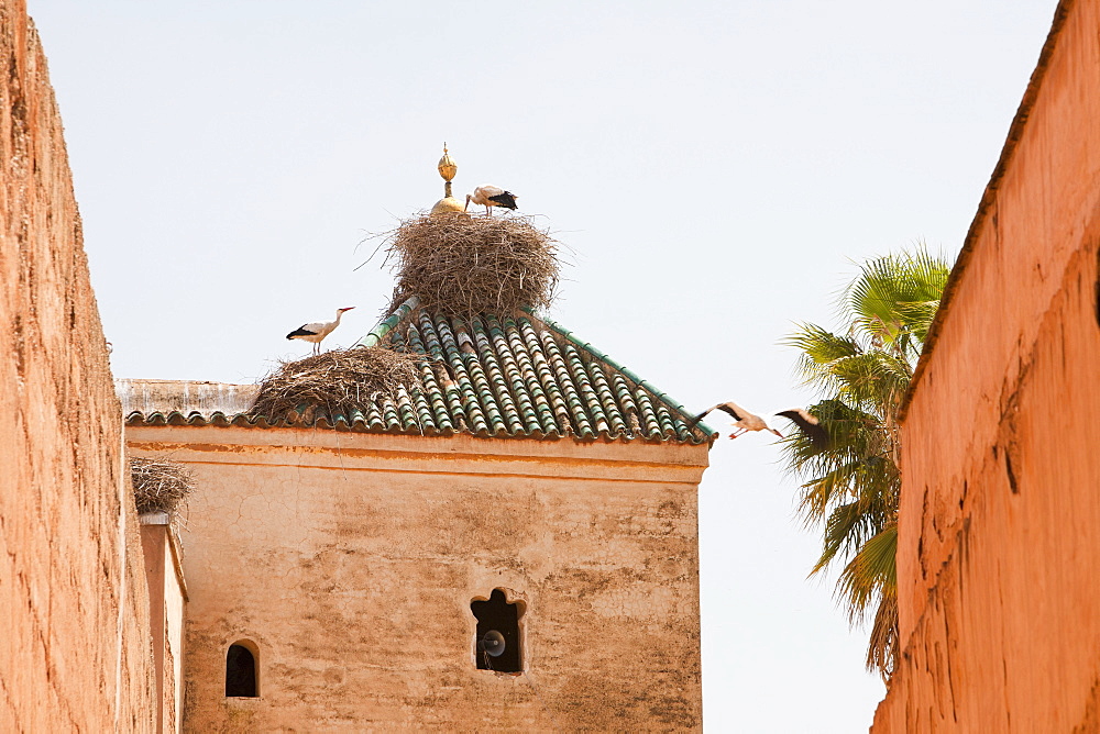 White storks (Ciconia ciconia) nest on the roof of the El Badi Palace in Marrakech, Morocco, North Africa, Africa