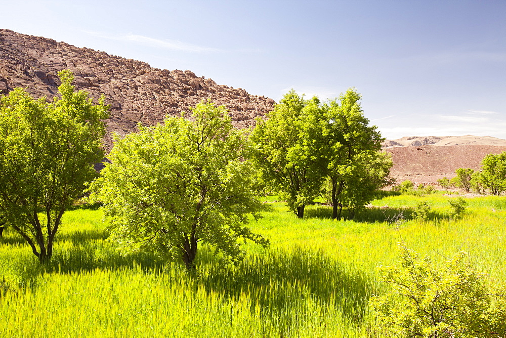 Barely fields near a Berber village in the Anti Atlas mountains of Morocco, North Africa, Africa