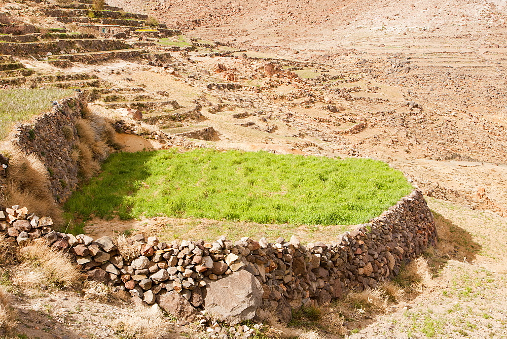 Field terraces growing saffron above a Berber village in the Anti Atlas mountains of Morocco, North Africa, Africa