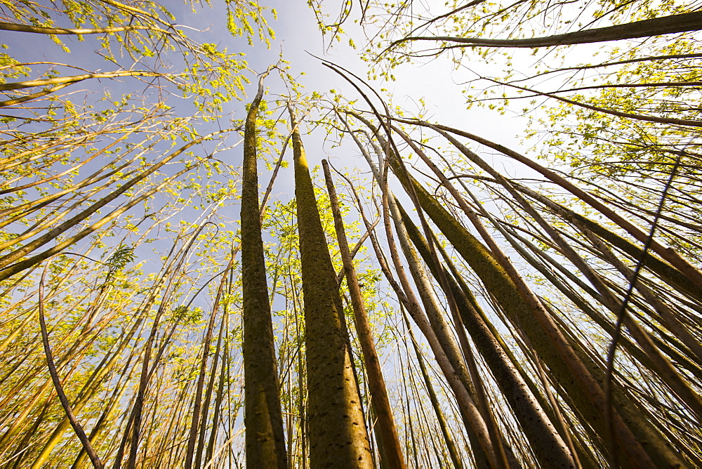 Willow trees being grown as biofuel next to the Steven's Croft biofuel power station in Lockerbie, Scotland, United Kingdom, Europe