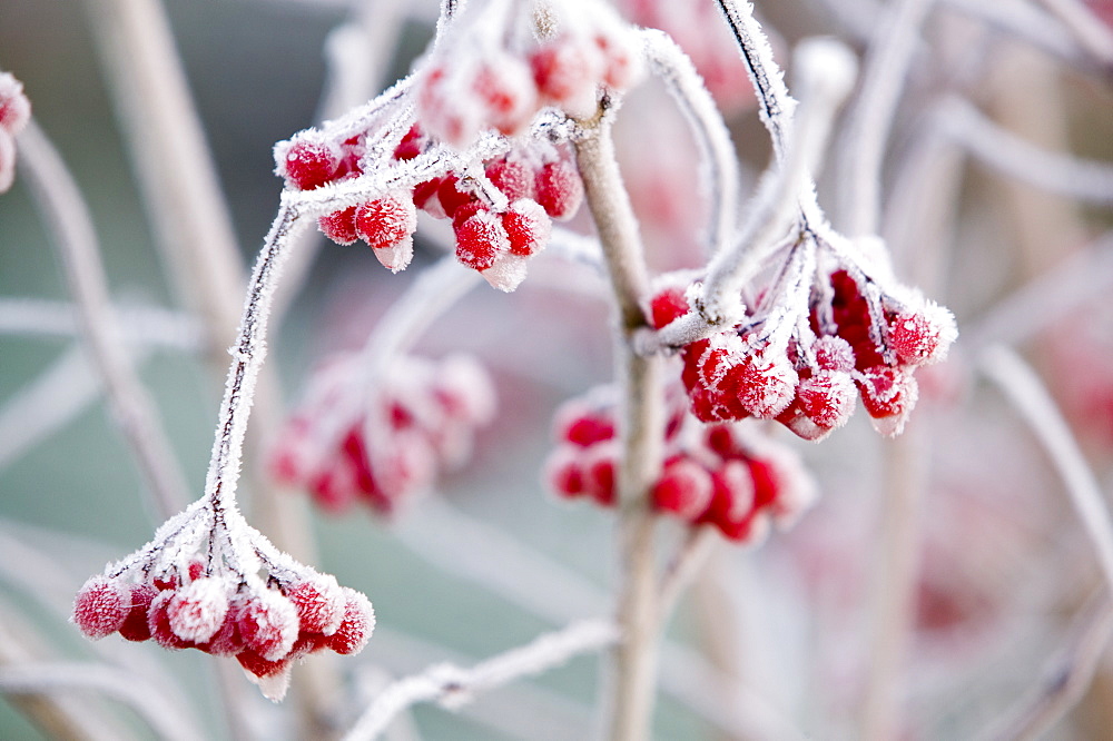 Hoar frost on rowan berries, United Kingdom, Europe