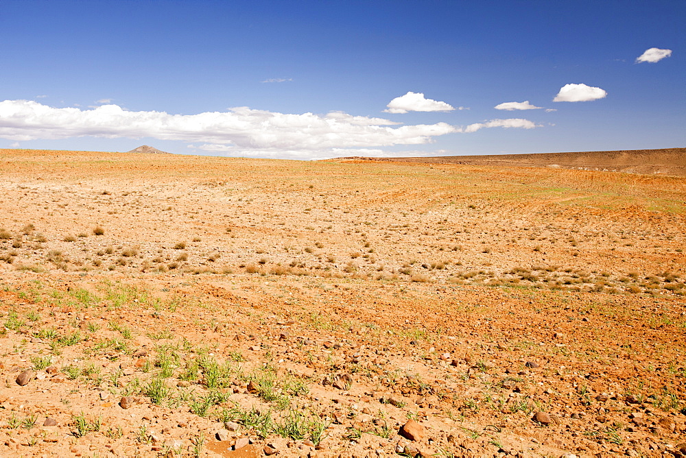 Barley growing near a Berber village in the Anti Atlas mountains of Morocco, North Africa, Africa