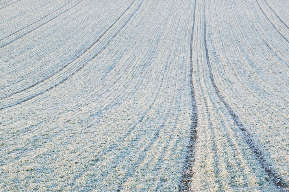 Frost on winter sown cereal near Loughborough, Leicestershire, England, United Kingdom, Europe