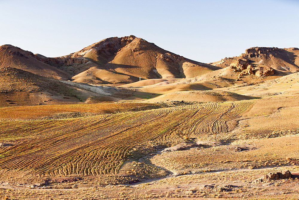 Barley growing near a Berber village in the Anti Atlas mountains of Morocco, North Africa, Africa