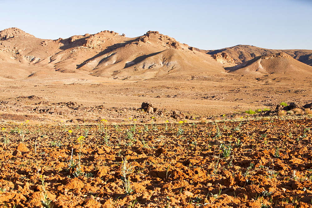 Barley growing near a Berber village in the Anti Atlas mountains of Morocco, North Africa, Africa