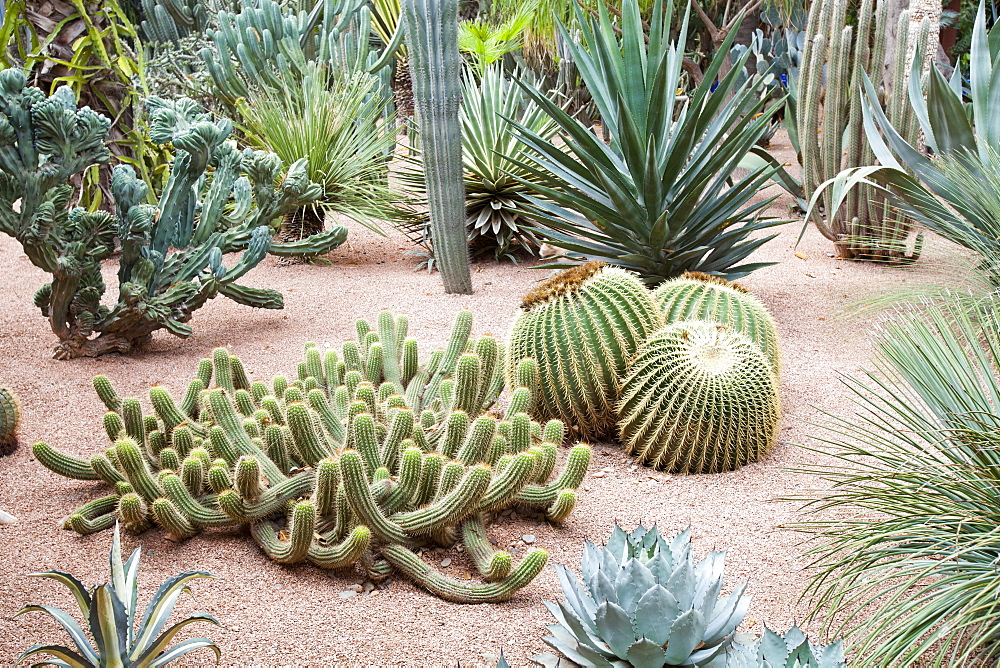 Cacti in the Marjorelle Gardens in Marrakech, Morocco, North Africa, Africa