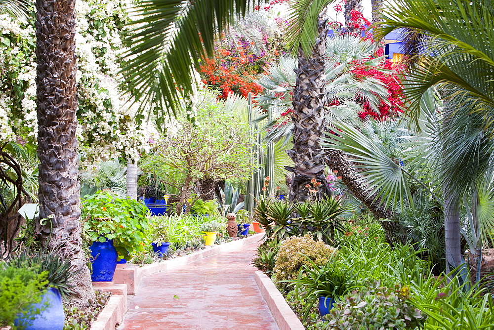 The Marjorelle Gardens in Marrakech, Morocco, North Africa, Africa