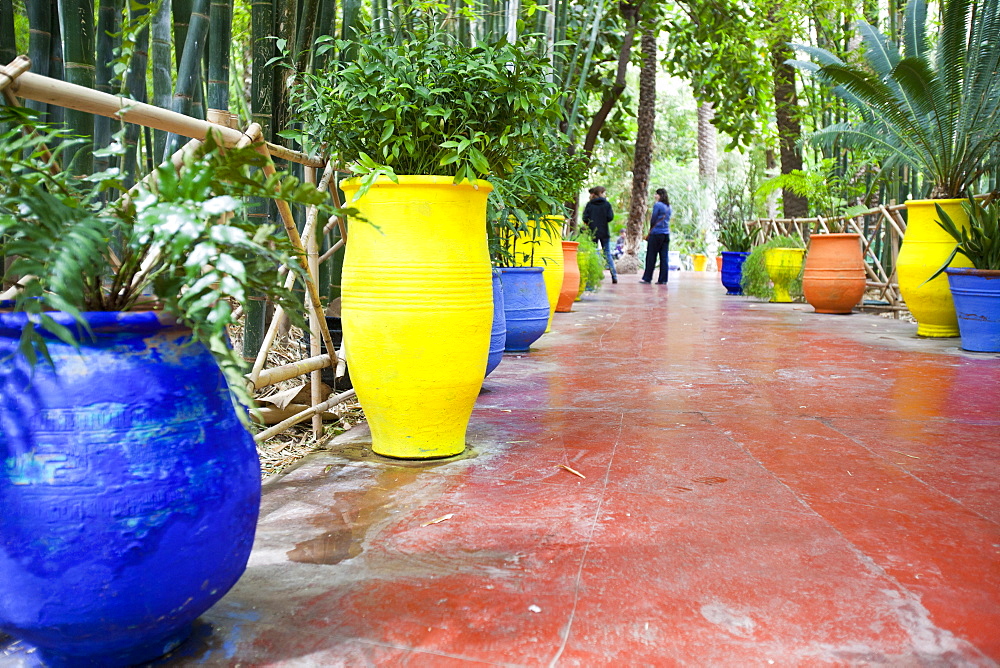 The Marjorelle Gardens in Marrakech, Morocco, North Africa, Africa