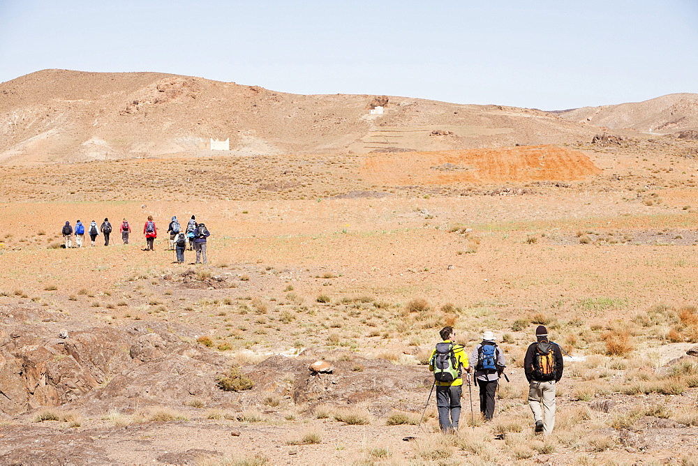 Trekkers walking by a field of a failed barley crop in the Jebel Sirwa region of the Anti Atlas mountains, Morocco, North Africa, Africa.