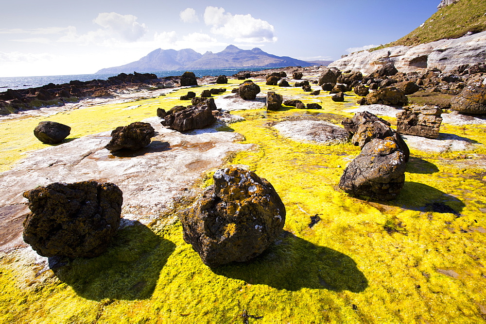 Rock formations and seaweed at the Bay of Laig at Cleadale on the Isle of Eigg, looking towards the Isle of Rhum, Scotland, United Kingdom, Europe