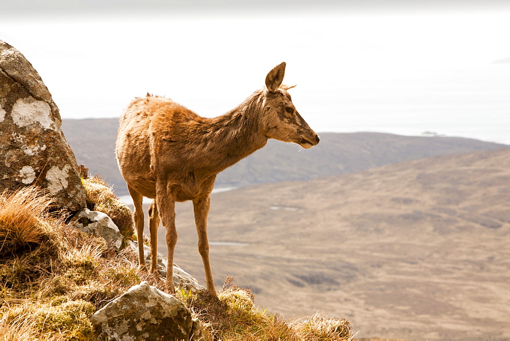 A red deer (Cervus elaphus) on the Cuillin Ridge on the Isle of Skye, Scotland, United Kingdom, Europe