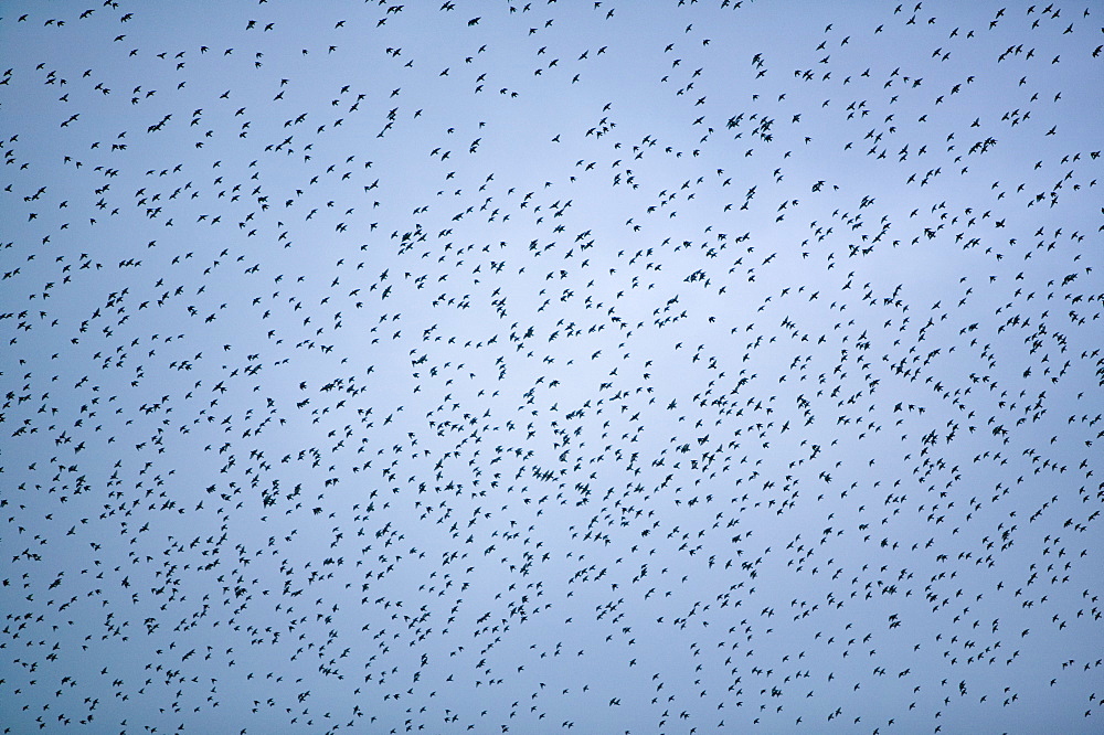 Starlings flying to roost near Kendal, Cumbria, England, United Kingdom, Europe