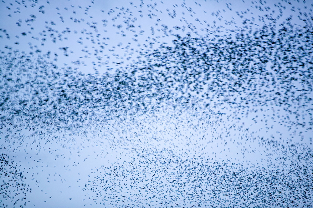 Starlings flying to roost near Kendal, Cumbria, England, United Kingdom, Europe