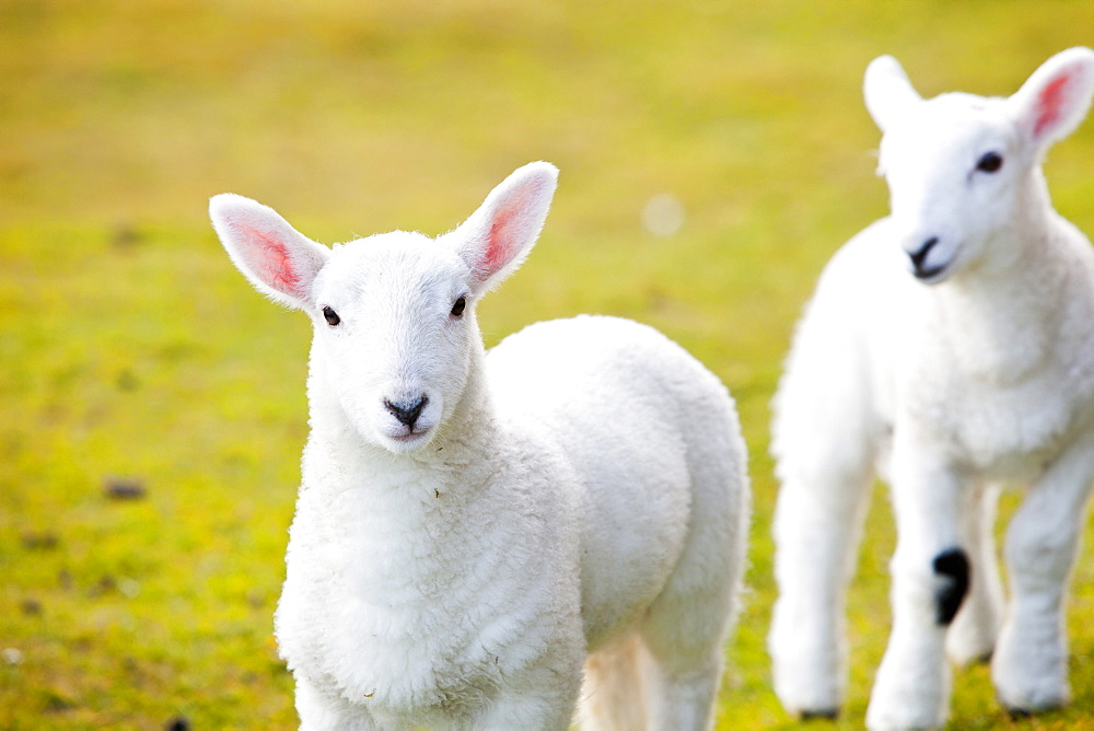 Young lambs on the Isle of Skye, Scotland, United Kingdom, Europe