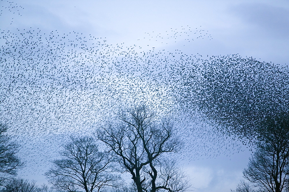 Starlings flying to roost near Kendal, Cumbria, England, United Kingdom, Europe