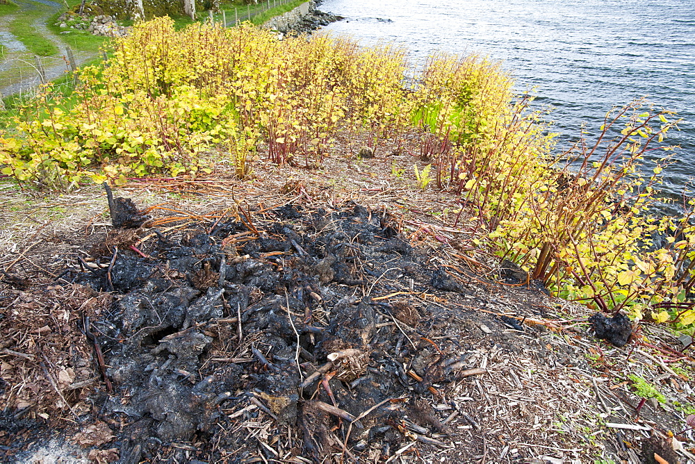 Attempts to control Japanese Knotweed, an alien invader, on the coast at Broadford, Isle of Skye, Scotland, United Kingdom, Europe